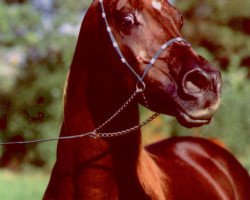 stallion Moanes EAO (Arabian thoroughbred, 1982, from Anas EAO)