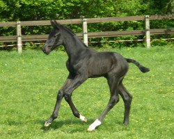 broodmare Dark Danubia (Bavarian, 2011, from Silbermond)