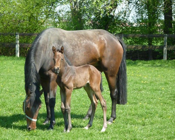 broodmare Donau Rocket (Bavarian, 2011, from Rock Forever NRW)