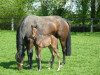 broodmare Donau Rocket (Bavarian, 2011, from Rock Forever NRW)