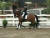 dressage horse Luciano 226 (Rhinelander, 1999, from Lord Sinclair I)