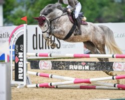 jumper Col's Mailo W CH (Swiss Warmblood, 2017, from Col's Cornet W)