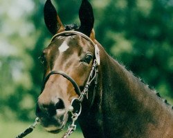 broodmare Dalina P (Bavarian, 1993, from Donnerhall)