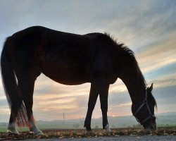 Dressurpferd Achira (Deutsches Reitpony, 2010, von Reitland's All Inclusive)