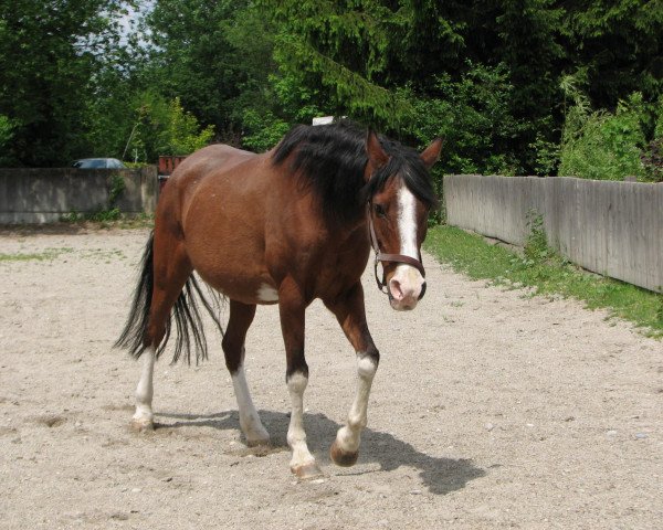 Zuchtstute Wierana ox (Vollblutaraber, 1981, von Euben 1972 ox)