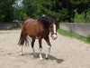 broodmare Wierana ox (Arabian thoroughbred, 1981, from Euben 1972 ox)