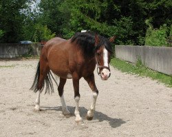 broodmare Wierana ox (Arabian thoroughbred, 1981, from Euben 1972 ox)