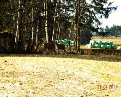 stallion Nagano (9,375% ox) (Edelbluthaflinger, 1994, from Nadin)