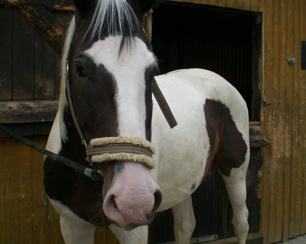 horse Nabucco (Warmblutschecke (Equus Int.), 2004, from Nimb 2)