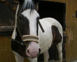 horse Nabucco (Warmblutschecke (Equus Int.), 2004, from Nimb 2)