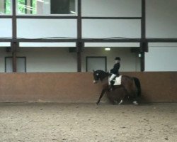 dressage horse Dorado (Deutsches Reitpony, 1997, from Dressman III)