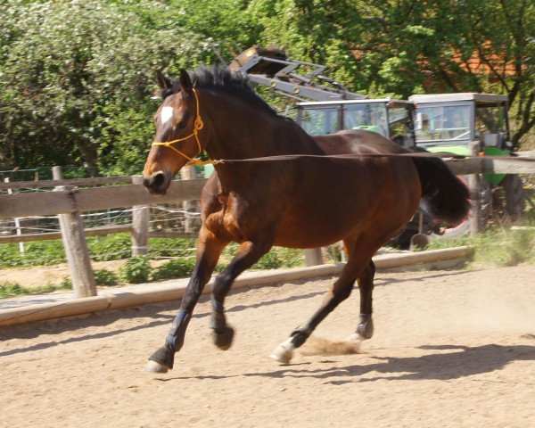 broodmare Waitakki (Hanoverian, 1998, from Wie Weltmeyer)