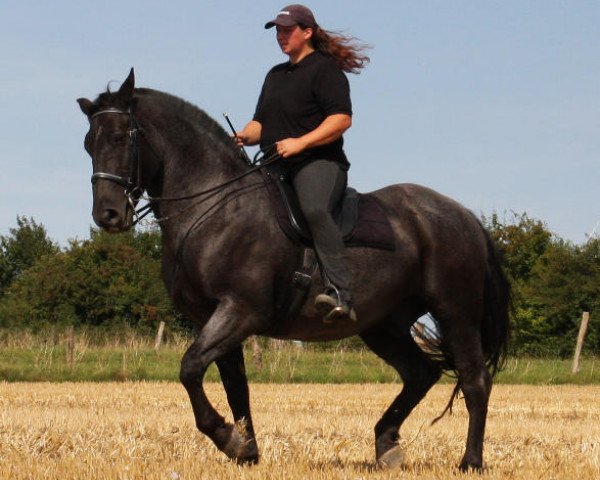 Pferd Silver Moon (Süddeutsches Kaltblut, 1997)