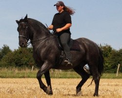 Pferd Silver Moon (Süddeutsches Kaltblut, 1997)