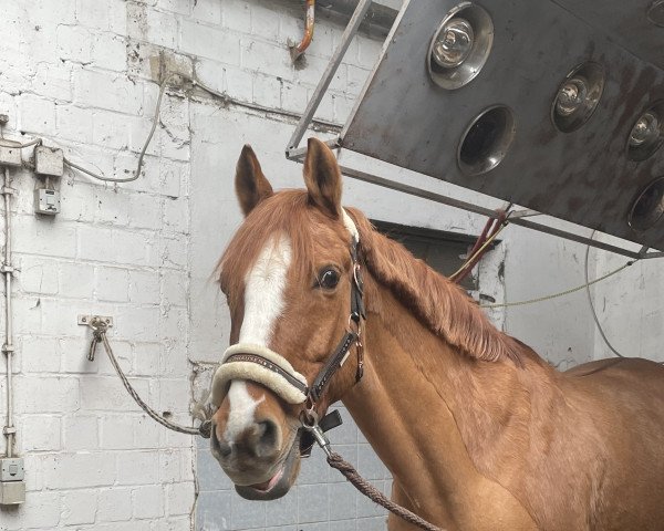 dressage horse Armani Luna (Nederlands Welsh Ridepony, 2006, from FS Don't Worry)