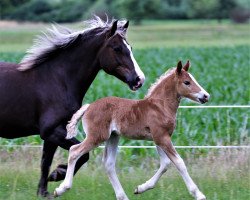 horse Waldhauser (Black Forest Horse, 2022, from Wilano)