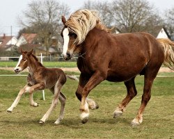 Dressurpferd Feine Dornenfee (Schwarzwälder Kaltblut, 2022, von Domingo)