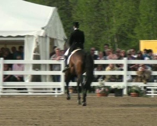 dressage horse Wilander-Star (Hanoverian, 1998, from Wanderkönig)