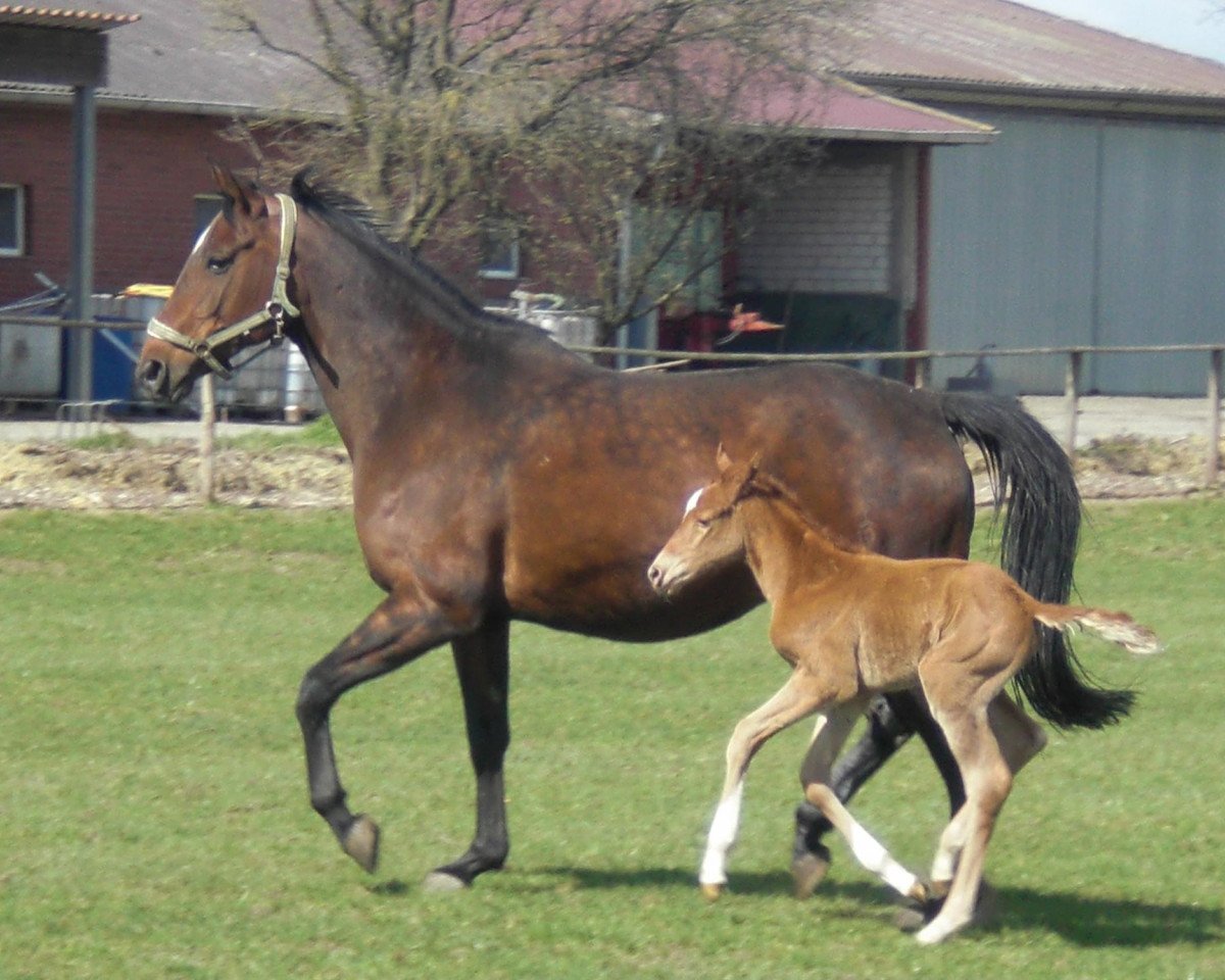 Springpferd Florina 160 (Westfale, 2012, von Fürst Piccolo)