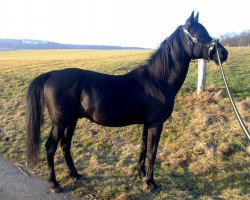 stallion Ghassan Ibn El-Asaran ox (Arabian thoroughbred, 1992, from El-Asaran ox)