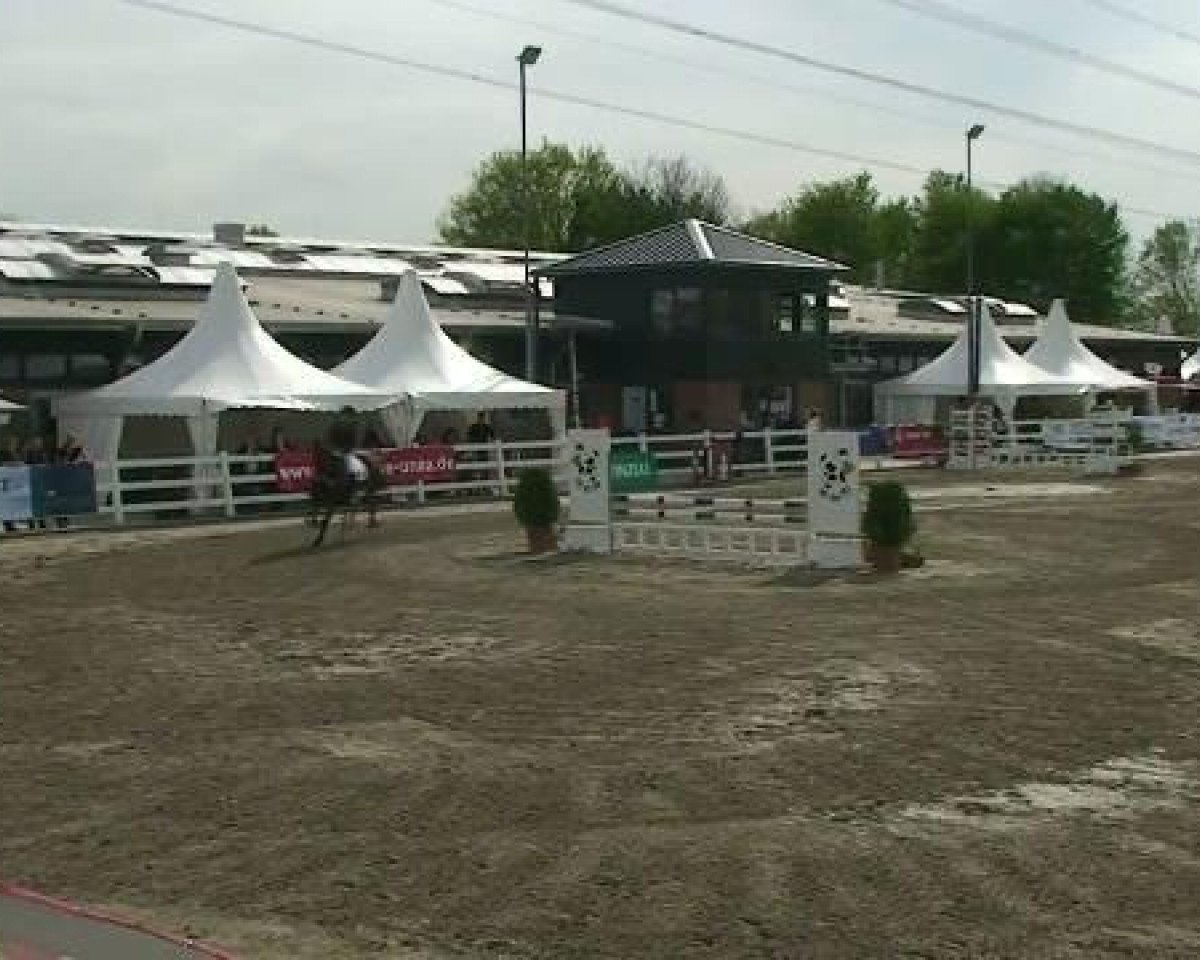 Springpferd Sallymount Jambo (Irish Sport Horse, 2002)