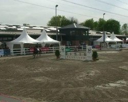 jumper Sallymount Jambo (Irish Sport Horse, 2002)