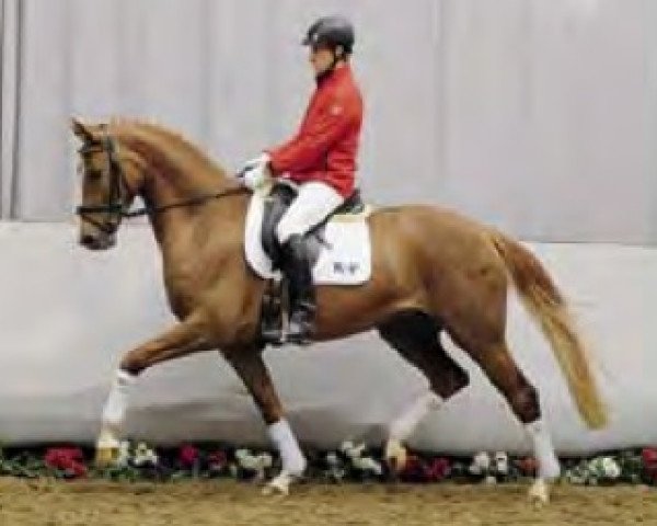 broodmare Bellevue (Westphalian, 2008, from Beltoni)