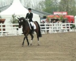 dressage horse Domino 553 (Oldenburg, 1997, from Don Primero)