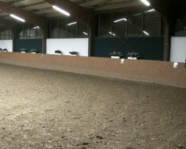 dressage horse Dacara 2 (Westphalian, 2004, from De Kooning)