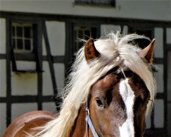 horse Rotdorn (Black Forest Horse, 2020, from Roter Milan)