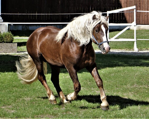 stallion Rotdorn (Black Forest Horse, 2020, from Roter Milan)