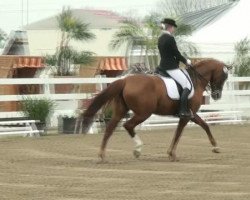 dressage horse Doris Day 19 (Oldenburg, 2001, from Diamond Hit)