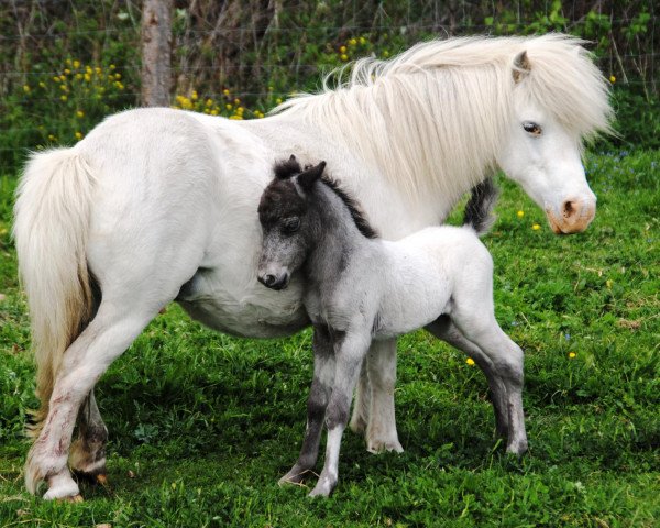 Pferd Flamboyant (Dt.Part-bred Shetland Pony, 2012, von Flamenco)