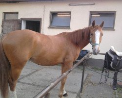 horse Garant's Littel Dreamer (Hanoverian, 2008, from Garant)