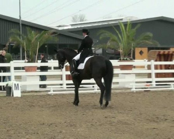 dressage horse Banderas (Trakehner, 2004, from Hibiskus)