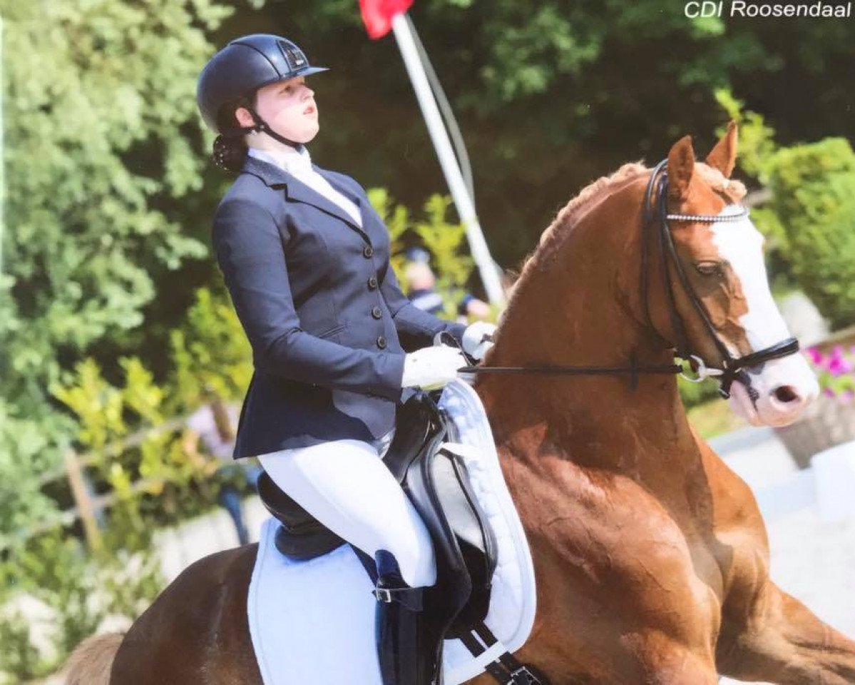 jumper Bodethal's Noble Boy (German Riding Pony, 2008, from Bodethals Noble Man)