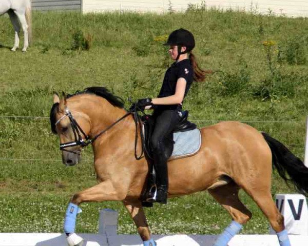 horse Bodethal's Romy (German Riding Pony, 2006, from Notre d'Amour)
