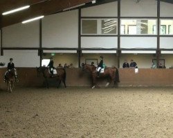 dressage horse Assmann 3 (Haflinger, 1995, from Arman)