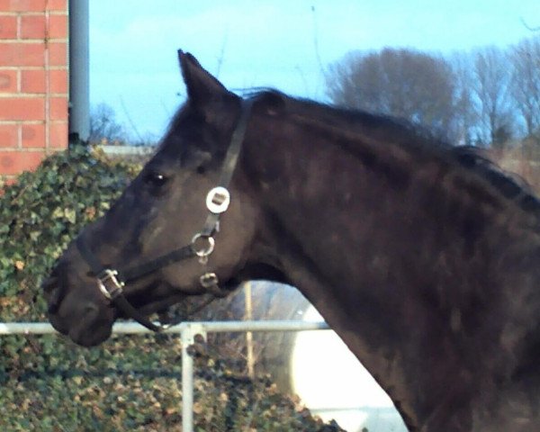 Pferd Moris (Russisch Trakehner, 1989, von Palash)