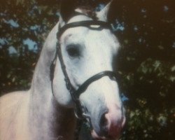 jumper Gonzo (Oldenburg show jumper, 2005, from Griseldi)