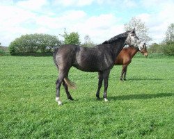 broodmare Zabu (Holsteiner, 2007, from Corrado II)