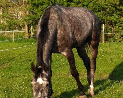 dressage horse Djiego (Hanoverian, 2007, from Damsey FRH)