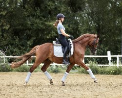 dressage horse New Genius (Rhinelander, 2017, from Fs Numero Uno)