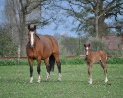 broodmare Piroschka (Rhinelander, 1995, from Pro Ratio)