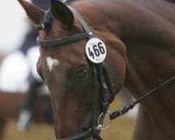 dressage horse Kingsley (Trakehner, 1995, from Caprimond)