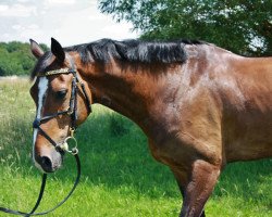 Springpferd Carlchen Cool (Zweibrücker, 2004, von Corleone)