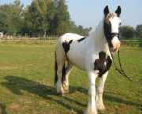 Pferd Piebald Molly (Tinker / Irish Cob / Gypsy Vanner, 1982)