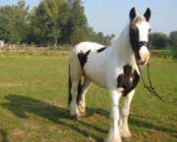 horse Piebald Molly (Tinker / Irish Cob / Gypsy Vanner, 1982)