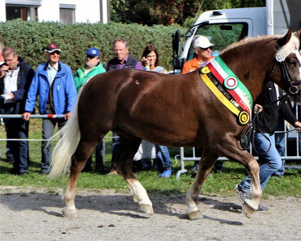 broodmare Nele (Black Forest Horse, 2014, from Vogtsberg)