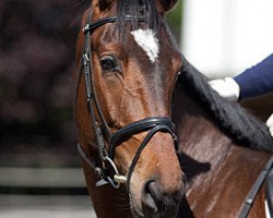 jumper Barcelona (Trakehner, 2008, from Laurel)